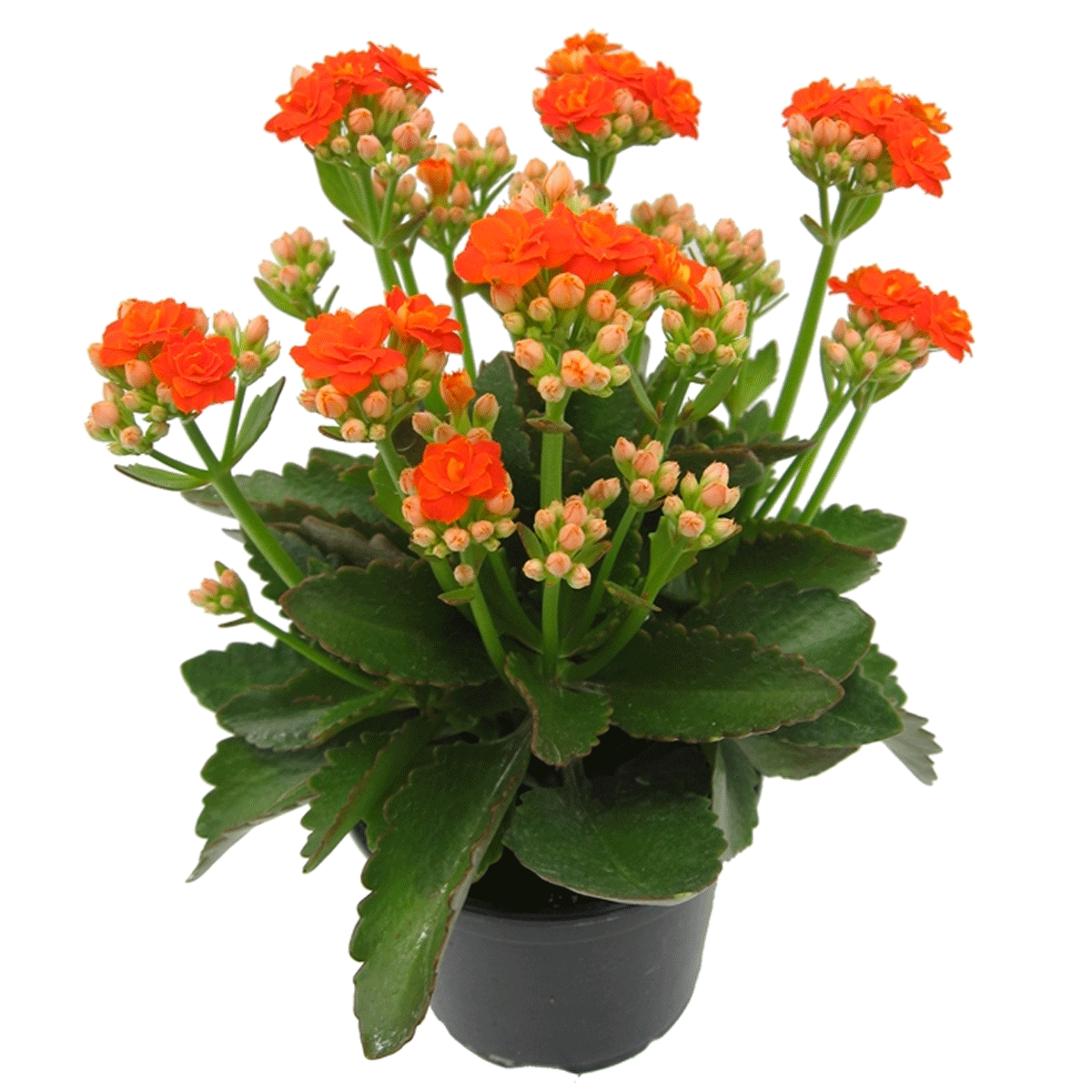 Kalanchoe